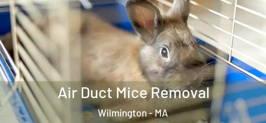  Air Duct Mice Removal Wilmington - MA